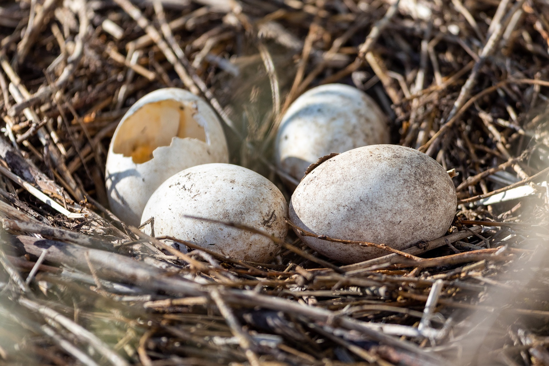 Eieren in nest