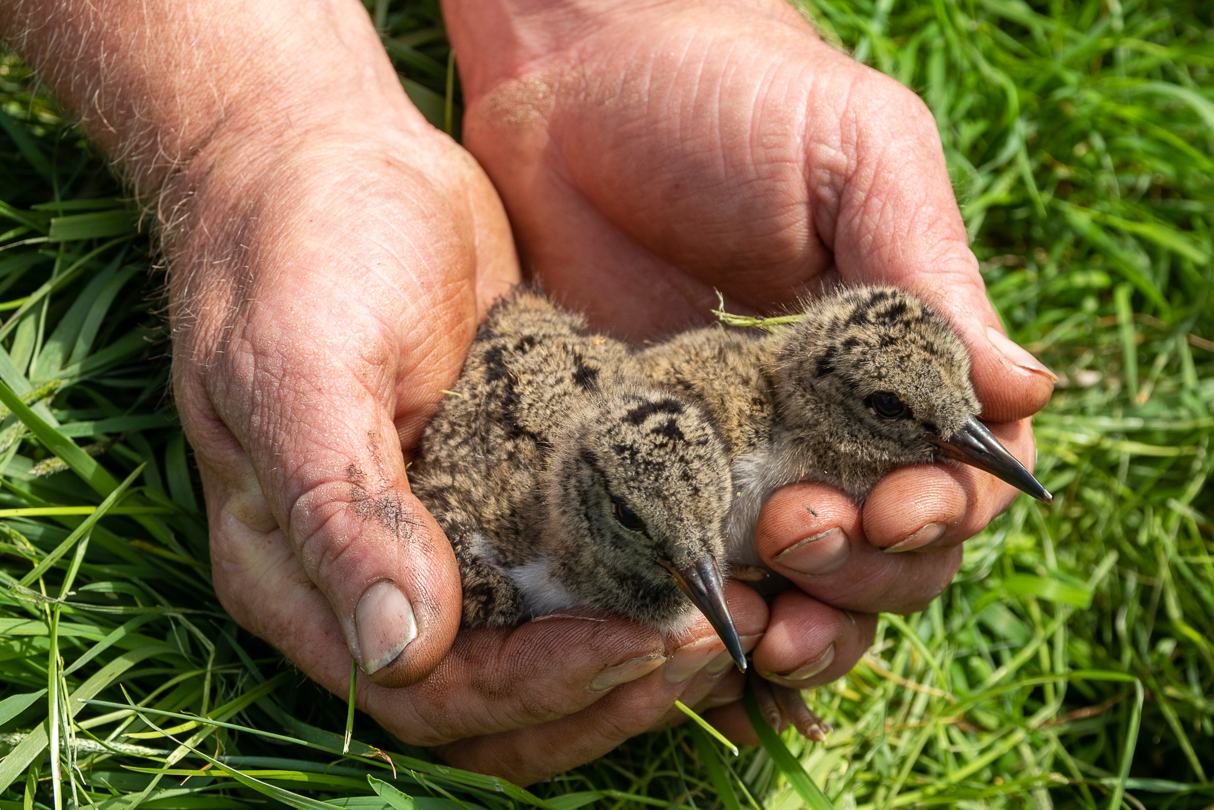 Kleine grutto's geboren in het weiland