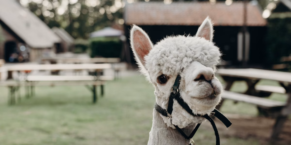 Boerenbed Landgoed Volenbeek foto 2