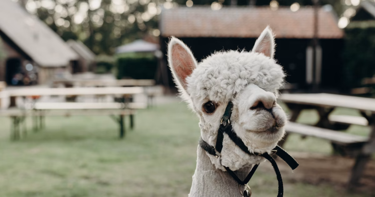 Boerenbed Landgoed Volenbeek foto 1