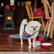 BoerenBed De Veenderpolder foto 3