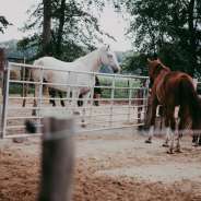 BoerenBed De Veenderpolder foto 8